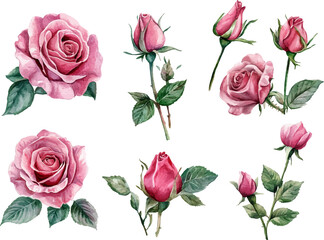 Fototapeta premium set of roses