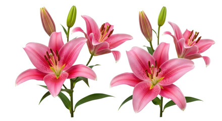 Pink lilies with buds and green leaves isolated on a transparent background lily flowers