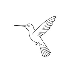 Obraz premium Hummingbird in flight with spread wings and tail flying