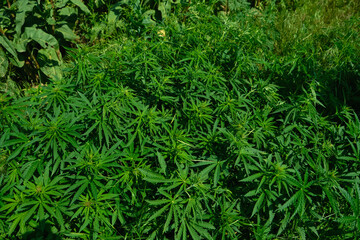 Background from marijuana plants. Hemp leaves and seeds. Legalization of marijuana, Drug factory, Industrial cultivation of cannabis.