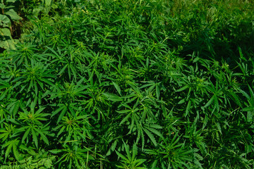 Background from marijuana plants. Hemp leaves and seeds. Legalization of marijuana, Drug factory,...
