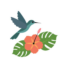Teal hummingbird near coral hibiscus and green monstera leaves flying flower