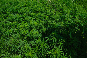 Background from marijuana plants. Hemp leaves and seeds. Legalization of marijuana, Drug factory, Industrial cultivation of cannabis.