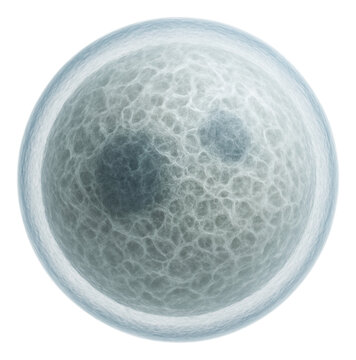 Nucleus with intact nuclear membrane and visible nucleoplasm texture