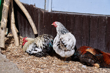 Chickens relaxing in an outdoor area surrounded by wooden walls, enjoying the sunlight.
