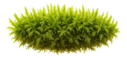 Sphagnum moss clump with bright green tips and spongy texture