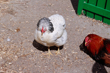 Two domesticated chickens, one white with black markings and one red-brown, stand in a farmyard under bright sunlight near a vibrant green wooden fence.