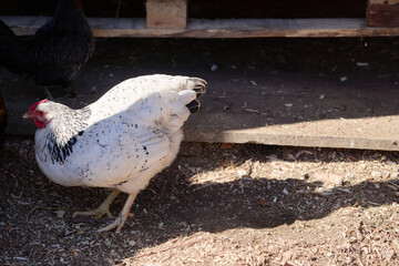White Hen Outside a Wooden Coop in a Sunlit Rural Farmyard