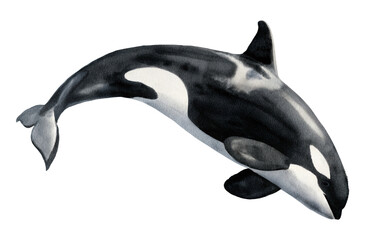 Obraz premium Illustration of a killer whale with distinct coloration swimming in open water with a neutral tone on transparent background.