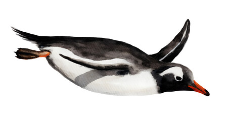 Watercolor style image of a penguin swimming underwater with wings extended on a dark backdrop on transparent background. © beyouenked