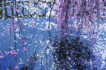 ピンク色の枝垂れ桜と水面に浮かぶ桜の白い花びら