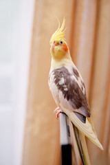 Bird pets. White Grey Yellow Corella Parrot (Nymphicus hollandicus).