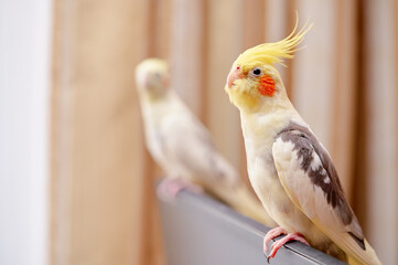 Bird pets. White Grey Yellow Corella Parrot (Nymphicus hollandicus).