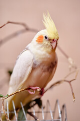 Bird pets. White Grey Yellow Corella Parrot (Nymphicus hollandicus).