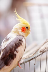 Bird pets. White Grey Yellow Corella Parrot (Nymphicus hollandicus).