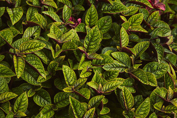 Green and Purple Leaves texture Background