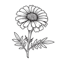 Detailed black and white botanical illustration of a marigold flower and its foliage