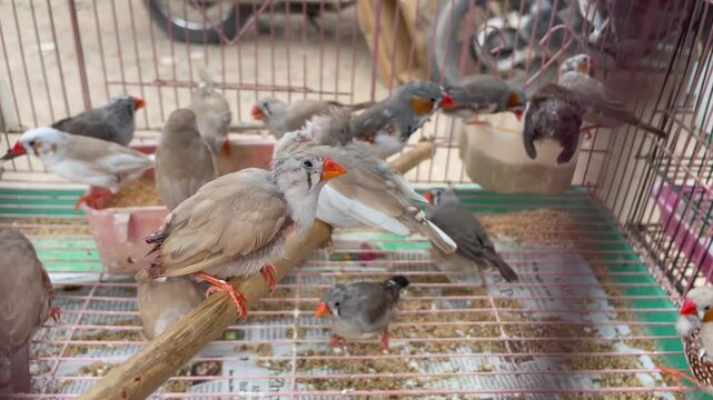 Zebra Finches Feeding in Cage