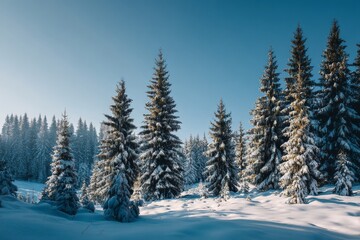 Fototapeta premium This tranquil snowy landscape showcases tall evergreen trees blanketed in white snow. The clear blue sky creates a serene atmosphere filled with winter beauty and calm