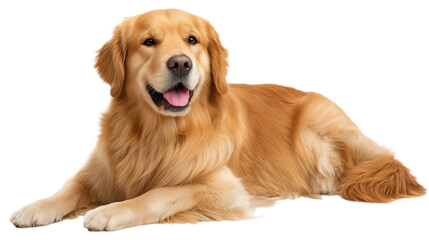 Realistic Golden Retriever Dog Photoshoot Golden Fur