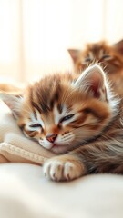 Cuteness Overload: The Sleepy Kitten