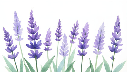 Fototapeta premium Delicate purple lavender flowers in a row. Represents nature, tranquility, aromatherapy, or soothing beauty. Serene and elegant.