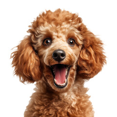 Realistic Poodle Dog Photoshoot Black Yellow Fur