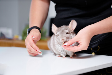 Adorable Gray Chinchilla Eating Treat on a Table in a Cozy Space