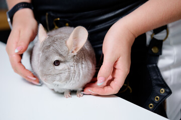 A close-up shot of a chinchilla being gently held by human hands on a white surface. The image...