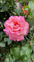 A large pink blooming fragrant rose surrounded by green leaves in a summer garden. Symbol of beauty, love, and natural elegance.