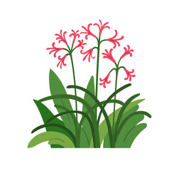 Floral nerine blooms and leaves. Delicate flower, gentle spider lily with thin stem, tiny blossoms, growing in summer garden. Ornamental plant. Flat vector illustration isolated on white background