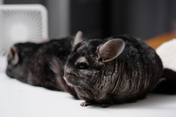 Cute pet fur fluffy chinchilla on white table