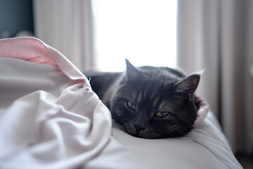 A peaceful black cat rests on a comfortable bed in a softly lit room, creating an atmosphere of...