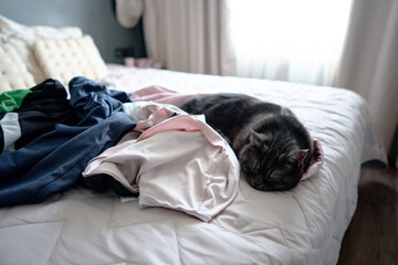 A peaceful domestic cat lies curled up on a comfortable bed amidst scattered clothes, illuminated...