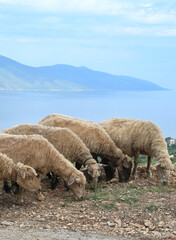 Sheep on the country road with mountain and sea view in Albania
