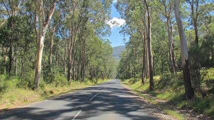 Fototapeta premium Empty road through eucalyptus forest, sunlight filtering through trees, distant mountains