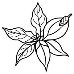 Fototapeta premium Ashwagandha line art vector