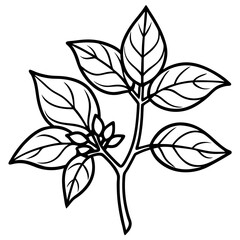 Ashwagandha line art vector