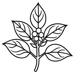 Ashwagandha line art vector