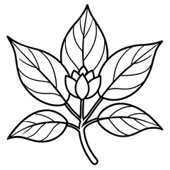 Ashwagandha line art vector