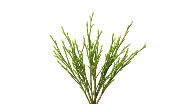 Create Stunning Designs with Transparent Backgrounds of Green Plant Sprigs