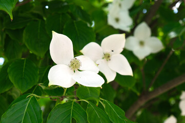 Close-up of blooming white dogwood flowers surrounded by green leaves in bright natural sunlight during spring or early summer.