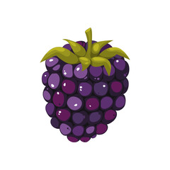 Blackberry berry.Ripe summer berry with green leaves, on a white background.	
