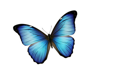 Fototapeta premium Blue Morpho Butterfly Soars, Wings Spread Wide on Transparent Background