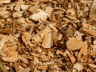 Warm Tones of Natural Wood Shavings and Chips