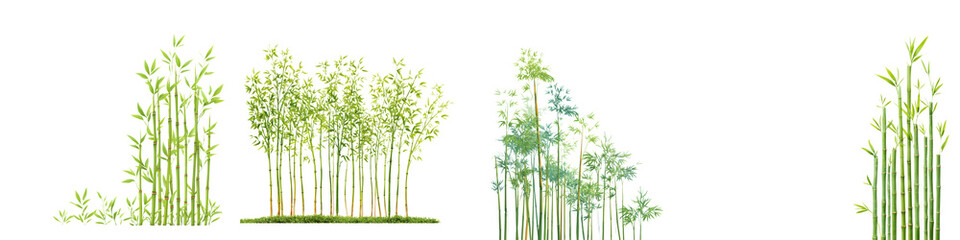 Obraz premium Set of Bamboo Stems and Leaves Isolated on White Background