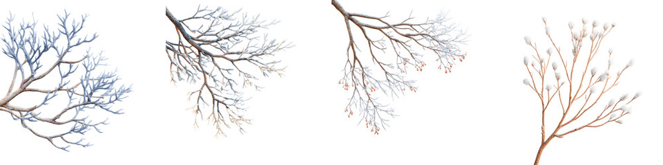 Obraz premium Bare Tree Branches on White Background, Winter