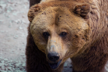 Bear in nature, dangerous when it does not feel protected and especially in defense of its cubs