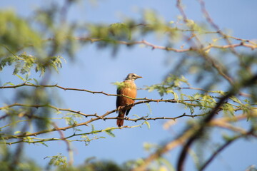 Large Jungle Babbler
