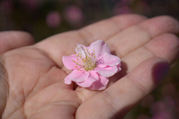 手のひらの上のピンク色の梅の花